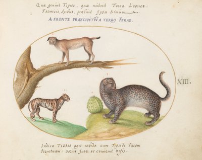 Planche 13 : Un tigre, un lynx et un jaguar(?) - Joris Hoefnagel
