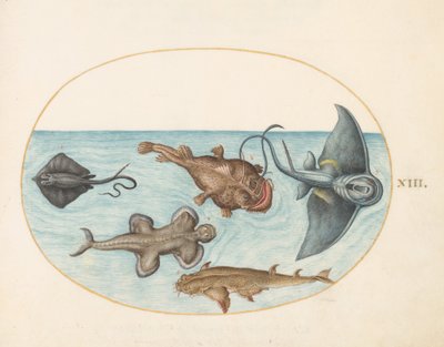 Planche 13 : Deux raies, un poisson-pêcheur, un poisson-moine(?) et un requin-ange - Joris Hoefnagel