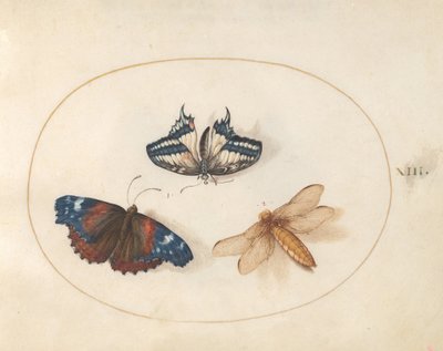 Planche 13 : papillons machaon jaune et vulcain avec une libellule (libellule déprimée ?) - Joris Hoefnagel