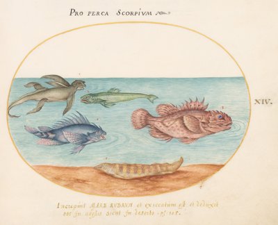 Planche 14 : Un "singe de mer", deux poissons-scorpions et deux autres poissons - Joris Hoefnagel