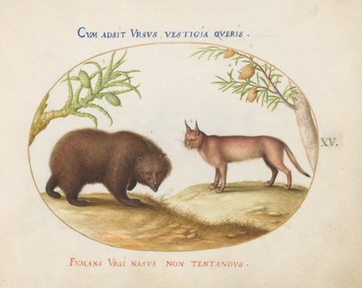 Planche 15 : Un ours et un lynx (?) - Joris Hoefnagel