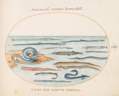 Planche 16 : Anguilles, Syngnathes et Aiguilles de Mer - Joris Hoefnagel