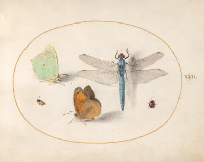 Planche 17 : papillons citron et myrtils (?), une aesche bleue et deux petits insectes - Joris Hoefnagel
