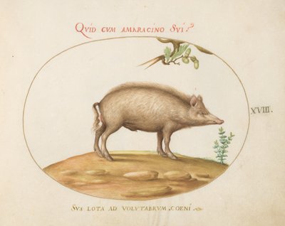 Plaque 18 : Un cochon avec des glands - Joris Hoefnagel