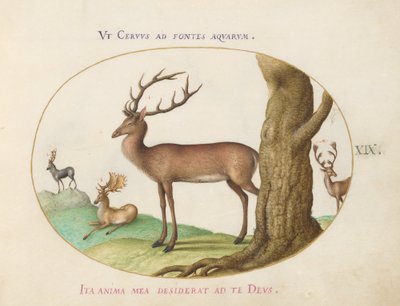 Planche 19 : Quatre types de cerfs - Joris Hoefnagel