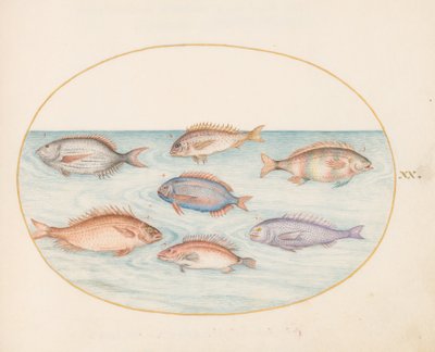 Planche 20 : Dorade, denté, sargue et autres poissons - Joris Hoefnagel