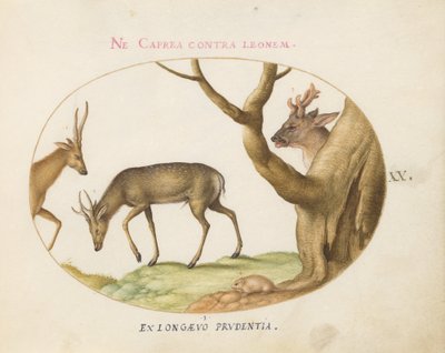 Planche 20 : Trois types de cerfs avec un loir (?) - Joris Hoefnagel