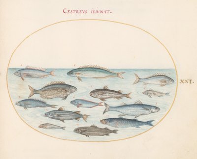 Planche 21 : Morue (?) et autres poissons - Joris Hoefnagel