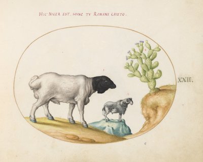 Planche 22 : Mouton persan à tête noire et un mouton à longue queue, avec un cactus - Joris Hoefnagel