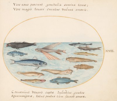 Planche 22 : Mulet, Poisson Volant, Anguilles et Autres Poissons - Joris Hoefnagel