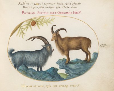 Planche 24 : Un Chèvre Sauvage et un Mouton de Barbarie (?) - Joris Hoefnagel