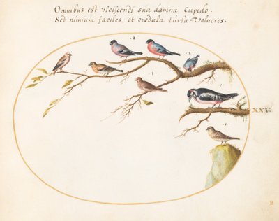 Planche 25 : Pic épeiche, bouvreuils, moineaux et autres oiseaux - Joris Hoefnagel