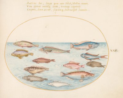 Planche 25 : Girelle arc-en-ciel méditerranéenne, autres girelles, un mérou (?) et autres poissons - Joris Hoefnagel