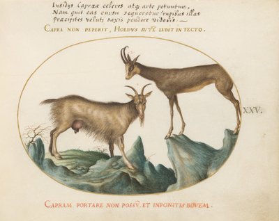 Planche 25 : Deux chèvres sauvages - Joris Hoefnagel