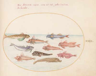 Planche 26 : Grondins, dragonets et autres poissons - Joris Hoefnagel
