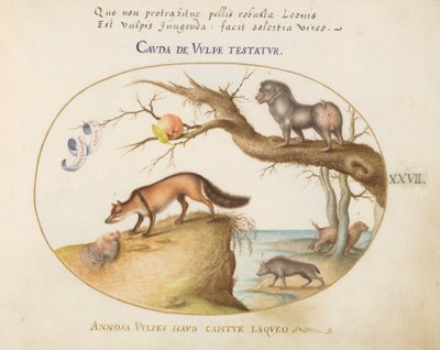 Planche 27 : Un renard croisé, un hyène/babouin, un "loup de mer" et un gulon (glouton ?) - Joris Hoefnagel