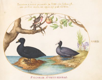 Planche 27 : Un canard (?), une foulque et un bouvreuil (?) - Joris Hoefnagel
