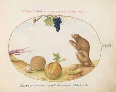 Planche 28 : Une "Tartarine" (Macaque de Barbarie ?) avec fruit et escargot - Joris Hoefnagel