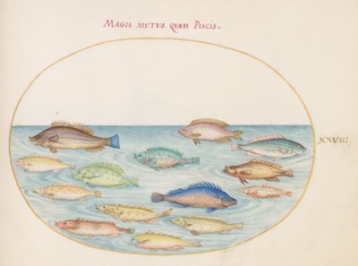 Planche 28 : Daurade(?) et autres poissons - Joris Hoefnagel