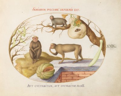 Planche 29 : Deux singes, un "Arctopithèque" (Paresseux ?) et des fruits - Joris Hoefnagel