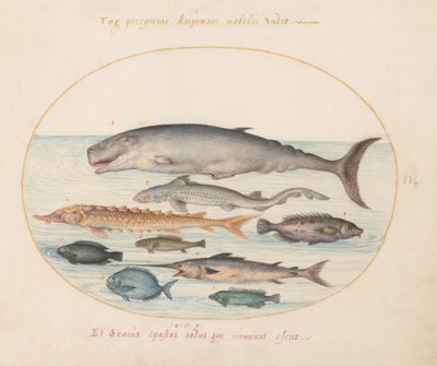 Planche 2 : Cachalot, esturgeon, requin et autres poissons - Joris Hoefnagel