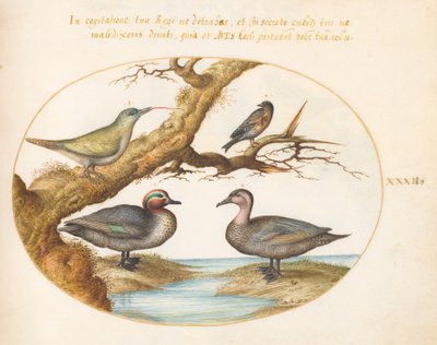 Planche 32 : Sarcelle à Ailes Vertes, Pic Vert Juvénile et Deux Autres Oiseaux - Joris Hoefnagel