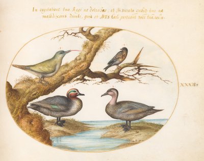 Planche 32 : une sarcelle à ailes vertes, un jeune pic vert et deux autres oiseaux - Joris Hoefnagel