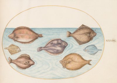 Planche 34 : Sept poissons plats - Joris Hoefnagel