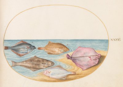 Planche 35 : Les dessous de turbot (?) et autres poissons plats - Joris Hoefnagel