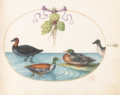 Planche 36 : Harle huppé, souchet et deux autres oiseaux d