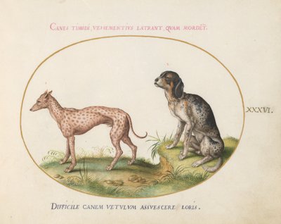 Planche 36 : Deux chiens tachetés - Joris Hoefnagel