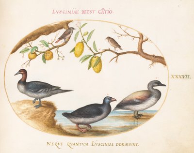 Planche 37 : trois oiseaux aquatiques avec deux rossignols(?) perchés dans des agrumes - Joris Hoefnagel