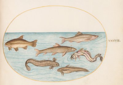 Barbot, Lançon et autres poissons - Joris Hoefnagel