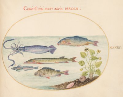 Planche 39 : Calmar, grondin, brochet et autres poissons - Joris Hoefnagel