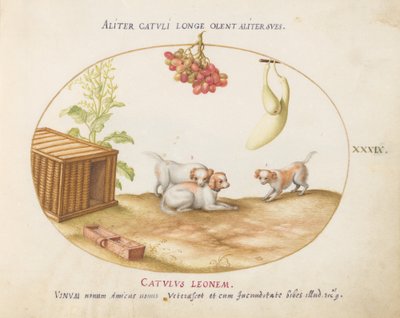 Planche 39 : Trois chiots avec une caisse et une grappe de raisins - Joris Hoefnagel