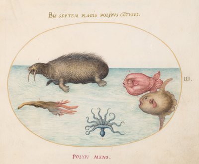 Planche 3 : Un morse, une pieuvre à neuf pattes et un poisson-lune - Joris Hoefnagel