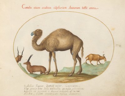 Planche 3 : Chameau, ibex et chèvre - Joris Hoefnagel