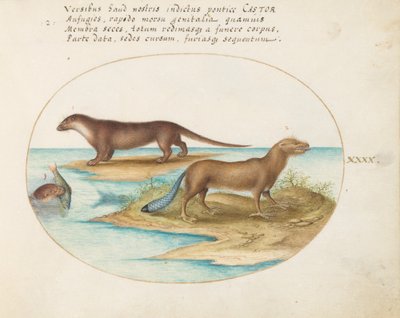 Planche 40 : Deux loutres et un castor - Joris Hoefnagel