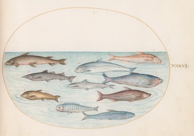 Planche 41 : Poisson blanc(?) et autres poissons - Joris Hoefnagel