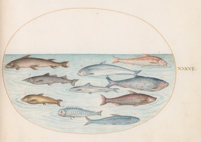 Planche 41 : Corégones(?) et autres poissons - Joris Hoefnagel