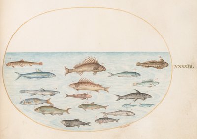 Planche 43 : Quinze poissons - Joris Hoefnagel