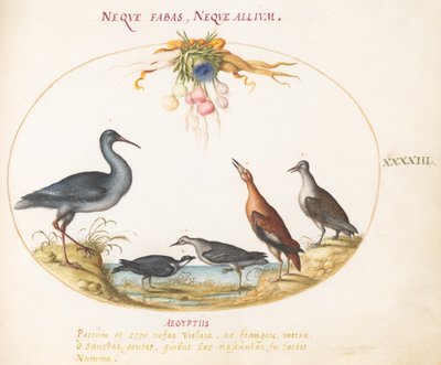 Planche 43 : Bécasseaux et autres oiseaux de rivage admirant une guirlande de fleurs - Joris Hoefnagel