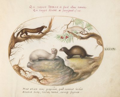 Planche 44 : Putois, Vison et Hermine - Joris Hoefnagel
