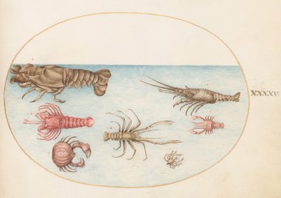 Planche 45 : Homard, Squilla Mantis et Autres Crustacés - Joris Hoefnagel