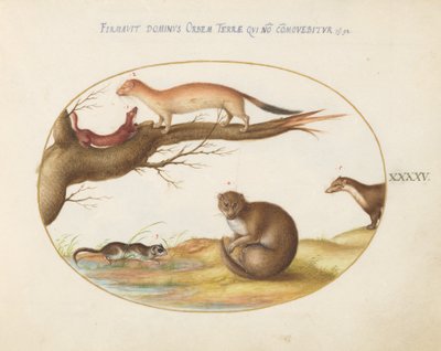 Planche 45 : Belettes, furet et "souris noisette" - Joris Hoefnagel