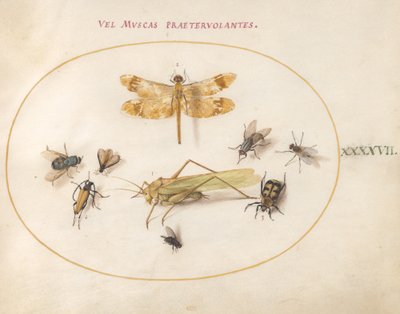 Planche 47: Une Libellule, une Sauterelle, des Mouches, un Scarabée Nécrophore, un Longicorne des Fleurs et d