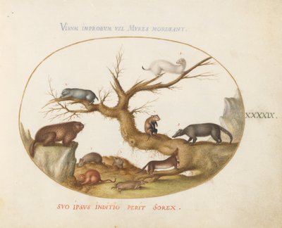 Planche 49 : Marmotte, hamsters, rat, souris des champs, musaraigne et un coati - Joris Hoefnagel