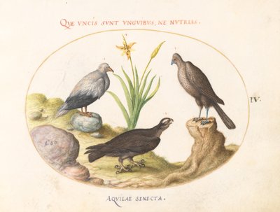Planche 4 : Un vautour égyptien, un autour des palombes (?), et un "Aquila Heteropode" (Aigle botté ?) - Joris Hoefnagel