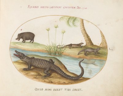 Planche 50 : Un crocodile (?), un hippopotame (?), et deux lézards avec une plante de papyrus - Joris Hoefnagel
