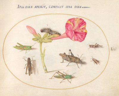Planche 50 : Sauterelles, une chenille et un insecte à écailles avec une fleur de quatre heures - Joris Hoefnagel